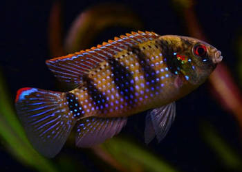 Barwniak Thomasa - Anomalochromis thomasi - KURIER - WYSYŁKA