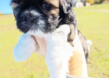 Suczka Shih-tzu