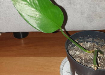 Epipremnum zielone, roślina rosnąca