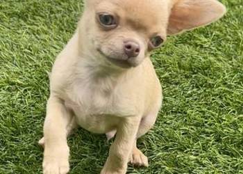 Chihuahua chłopcy