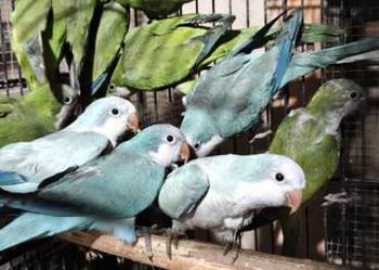 Mnichy nizinne papugi