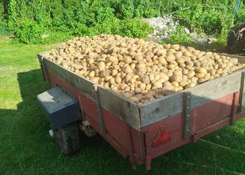 Ziemniaki jadalne Soraya