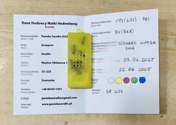 Od ręki unasiennione Buckfast Primorski matki pszczele czerwiące UN
