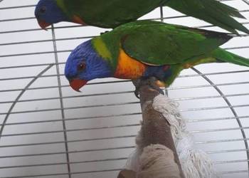 Lorysy tęczowe pary dorosłe i młode