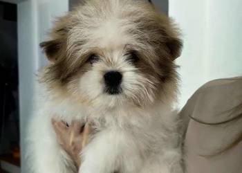 Szpic miniaturowy- pomeranian