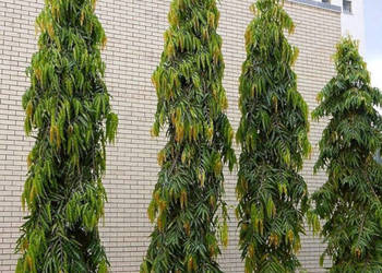 CHORUNA STRZELISTA  Polyalthia longifolia - NASIONA 100g