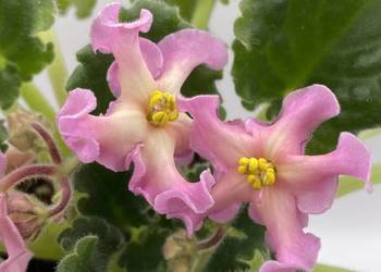 Fiołek afrykański kwitnąca sadzonka