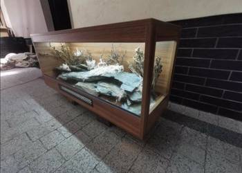 Terrarium hodowlane dla agamy brodatej gekona lamparciego