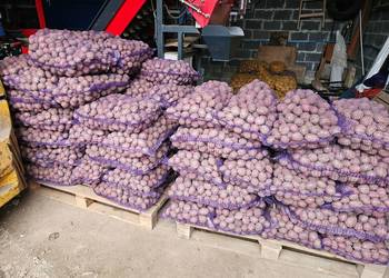 Ziemniaki sadzeniaki Baltic Rose i Soraya