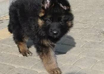 Szczeniaki owczarki niemieckie długowłose ZKWP Fci