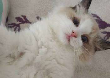 Cudowne kociaki Ragdoll, FPL, prawdziwy rodowód, hodowla od 12 lat