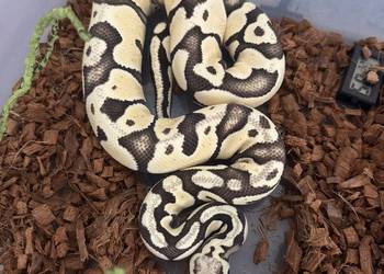 Python regius Desert Ghost PYTON WĄŻ