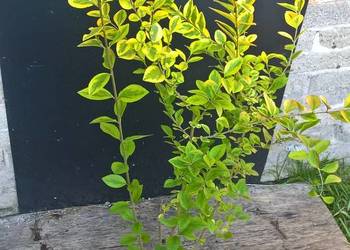 Ligustr,Ligustrum Gotowy żywopłot