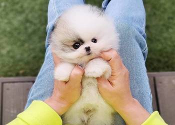 Szpic Pomeranian Szczenieta