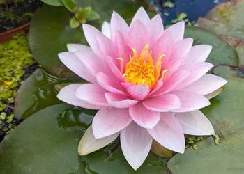 NYMPHAEA PUBESCENS - HAIRY WATER LILY - PINK WATER LILY - RÓŻOWA LILIA WODN