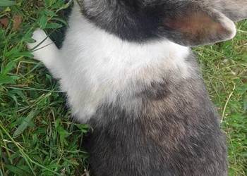 Oddam królika minaturke
