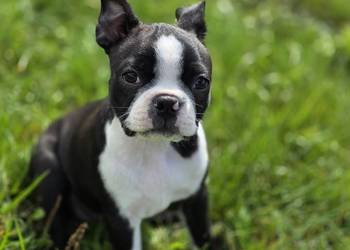 Boston terrier