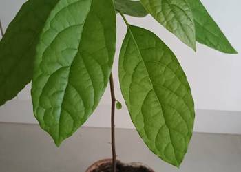 Kwiat Awokado w doniczce.Młoda roślina avocado wys.45cm
