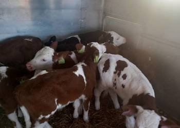 Sprzedania byczki mieszańce