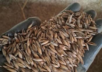 Sprzedam mieszanke owsa z przenicą