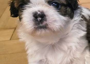 Szczenięta shih tzu z rodowodem