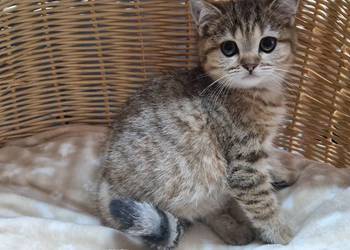 Kotka Brytyjska złocisto pręgowana (Rezerwacja do 26.04.)