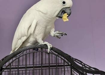 Sprzedam Kakadu Albę