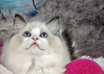Ragdoll Kotka Seal bicolor FIFE FPL