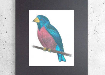 ptaszek plakat a4, ptak obrazek, grafika z ptaszkiem 21x30