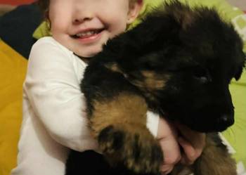 Sprzedam szczeniaki rasy owczarek niemiecki Pińczów,Busko-Zdrój