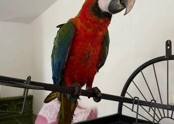 Ręcznie wykarmiona Ara Harlequin