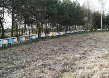 Sprzedam pszczoły, rodziny pszczele na ramce wielkopolskiej