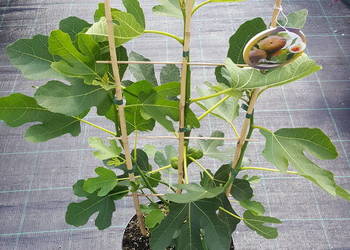 Figowiec Figa Ficus