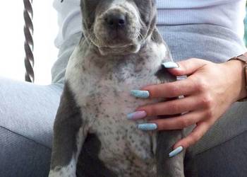 Amstaff Blue – samiec R2 | American Staffordshire Terrier