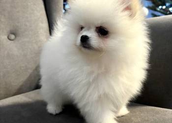 Szpic miniaturowy pomeranian