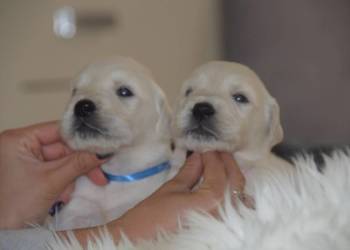 Szczenięta Golden Retriever ZKwP FCI