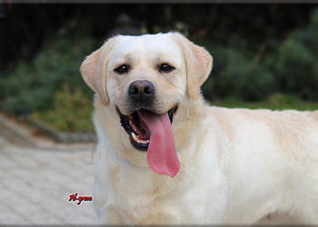 Biszkoptowy/żółty reproduktor rasy Labrador Retriever ZKwP/FCI