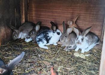Młode króliki z 11 lutego