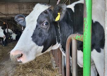 Jałówki wysokocielne