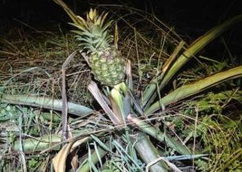 W211. 885.001.955 E klasa sterownik silniczek