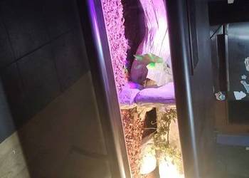 3 węże + terrarium