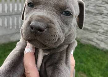 Amstaff szczeniaki