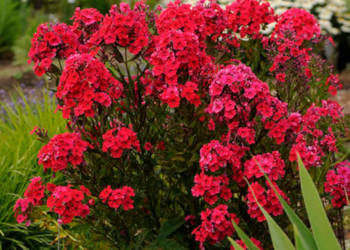 FLOKS WIECHOWATY Red Riding Hood - sadzonki w doniczkach