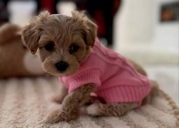 Maltipoo malutka dziewczynka