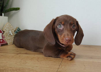 SUCZKA Jamnik krótkowłosy Czekoladowa podpalana BETELGEZA Kraków