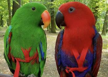 Eclectus Roratus / Barwinice / Lory Wielkie