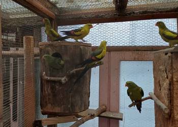 Sprzedam papugi górskie