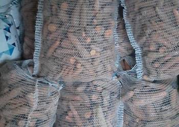 Marchewka odpadowa jadalna