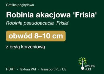 Robinia akacjowa 'Frisia' obwód 8-10 cm, z bryłą – HURT