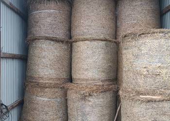 Siano w belach. kiszonka z kończyny